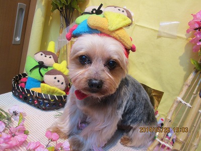 ファイル 7411-2.jpg