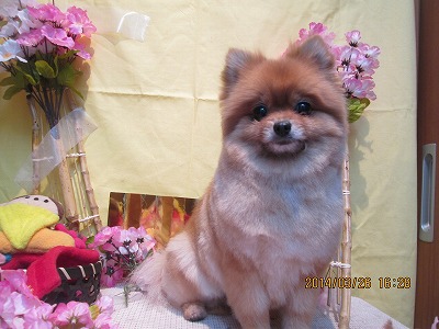 ファイル 7412-1.jpg