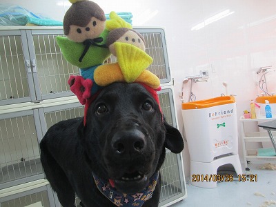 ファイル 7414-1.jpg