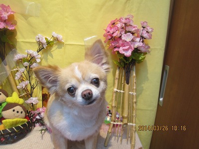 ファイル 7415-1.jpg