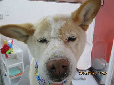 ファイル 7419-1.jpg