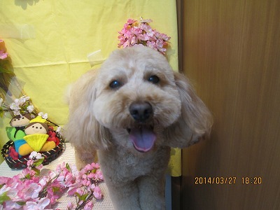 ファイル 7424-1.jpg