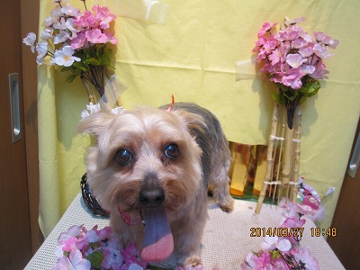 ファイル 7426-1.jpg