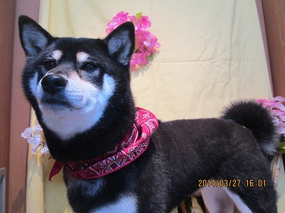 ファイル 7427-1.jpg