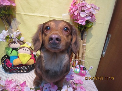 ファイル 7430-1.jpg