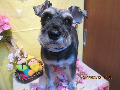 ファイル 7433-1.jpg