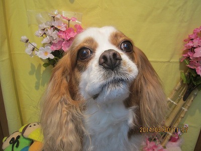 ファイル 7458-1.jpg