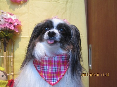 ファイル 7461-1.jpg