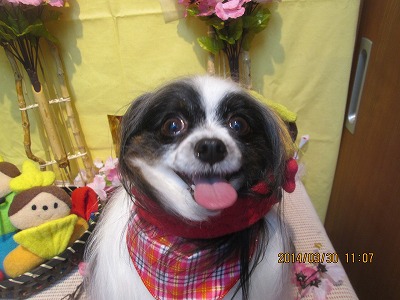 ファイル 7461-2.jpg