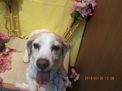 ファイル 7462-1.jpg