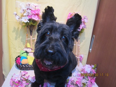 ファイル 7465-2.jpg