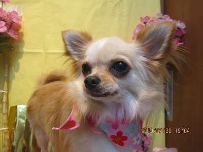 ファイル 7467-1.jpg