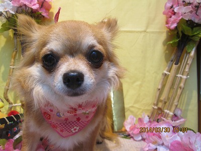 ファイル 7468-1.jpg