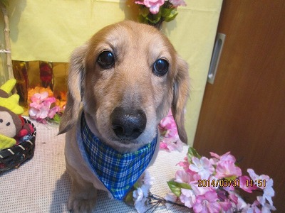 ファイル 7472-1.jpg