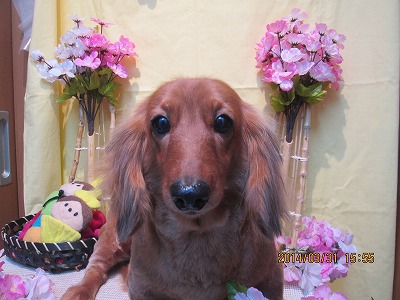 ファイル 7477-1.jpg