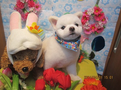 ファイル 7481-1.jpg