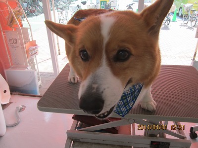 ファイル 7488-1.jpg