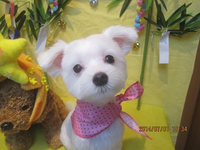 ファイル 7518-2.jpg