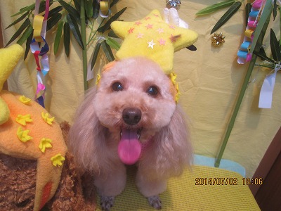 ファイル 7527-1.jpg