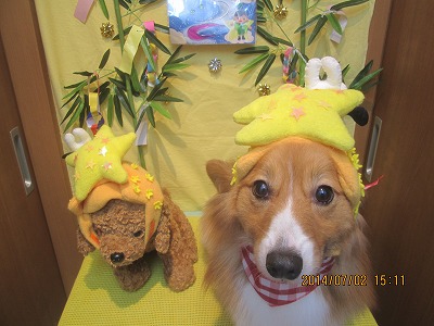 ファイル 7537-1.jpg