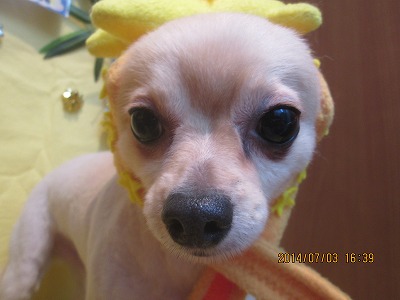 ファイル 7541-1.jpg