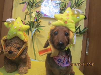 ファイル 7547-1.jpg