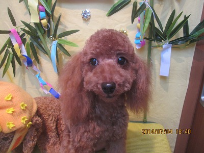 ファイル 7549-1.jpg