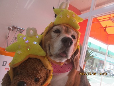 ファイル 7575-1.jpg