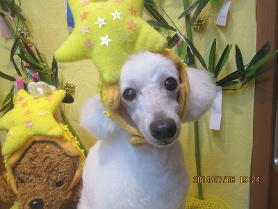 ファイル 7576-1.jpg