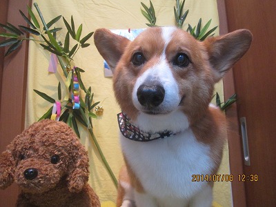 ファイル 7602-2.jpg