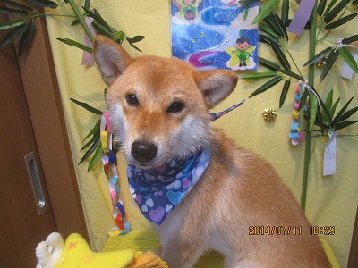 ファイル 7620-2.jpg