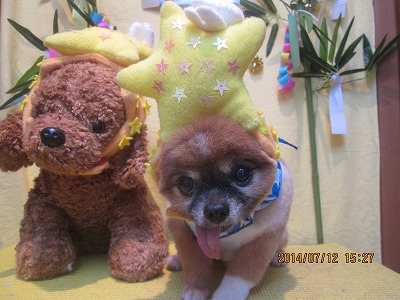 ファイル 7638-3.jpg