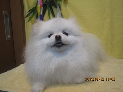 ファイル 7666-2.jpg