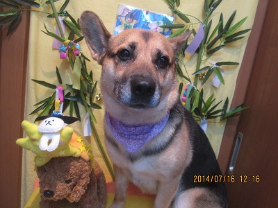 ファイル 7690-2.jpg