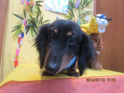 ファイル 7696-2.jpg