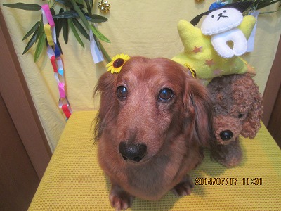 ファイル 7703-2.jpg