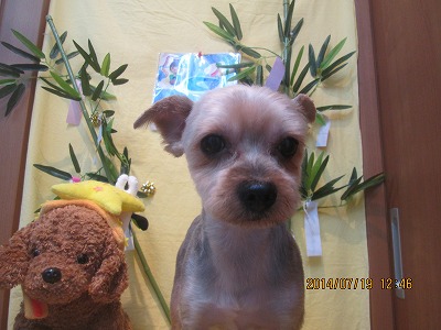 ファイル 7725-1.jpg