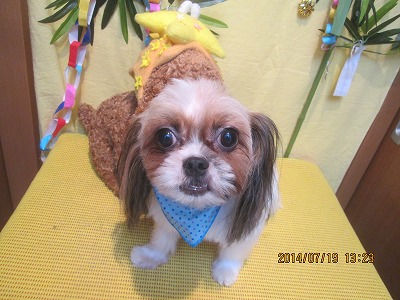 ファイル 7727-2.jpg