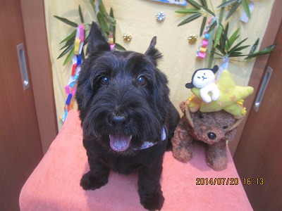 ファイル 7733-1.jpg