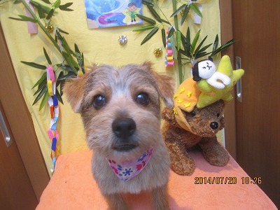 ファイル 7736-2.jpg