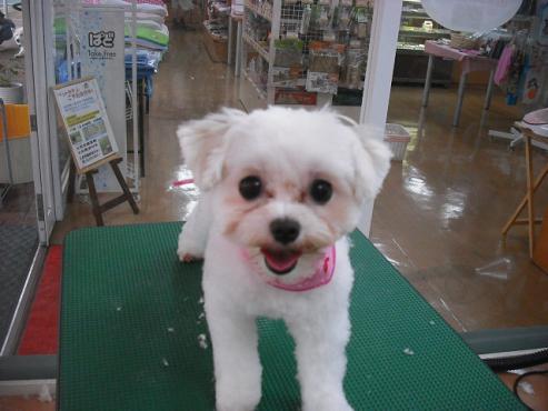 ファイル 774-1.jpg