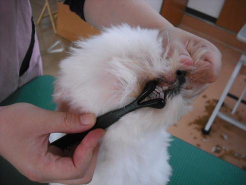 ファイル 774-2.jpg