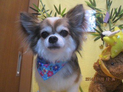 ファイル 7742-2.jpg