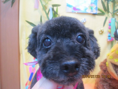 ファイル 7749-1.jpg