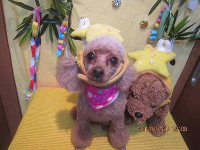 ファイル 7759-1.jpg