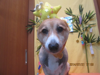 ファイル 7764-1.jpg