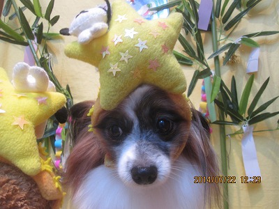 ファイル 7767-1.jpg