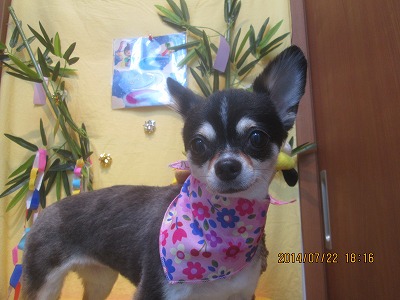 ファイル 7772-2.jpg