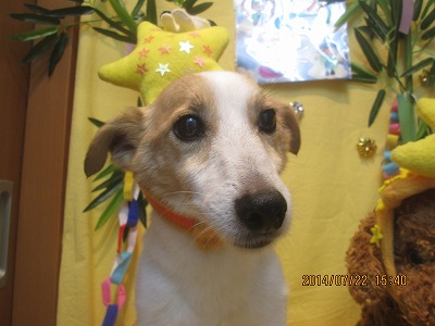 ファイル 7774-1.jpg