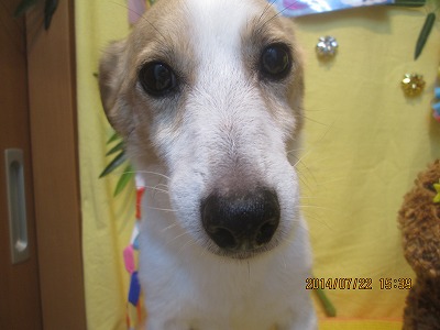 ファイル 7774-2.jpg